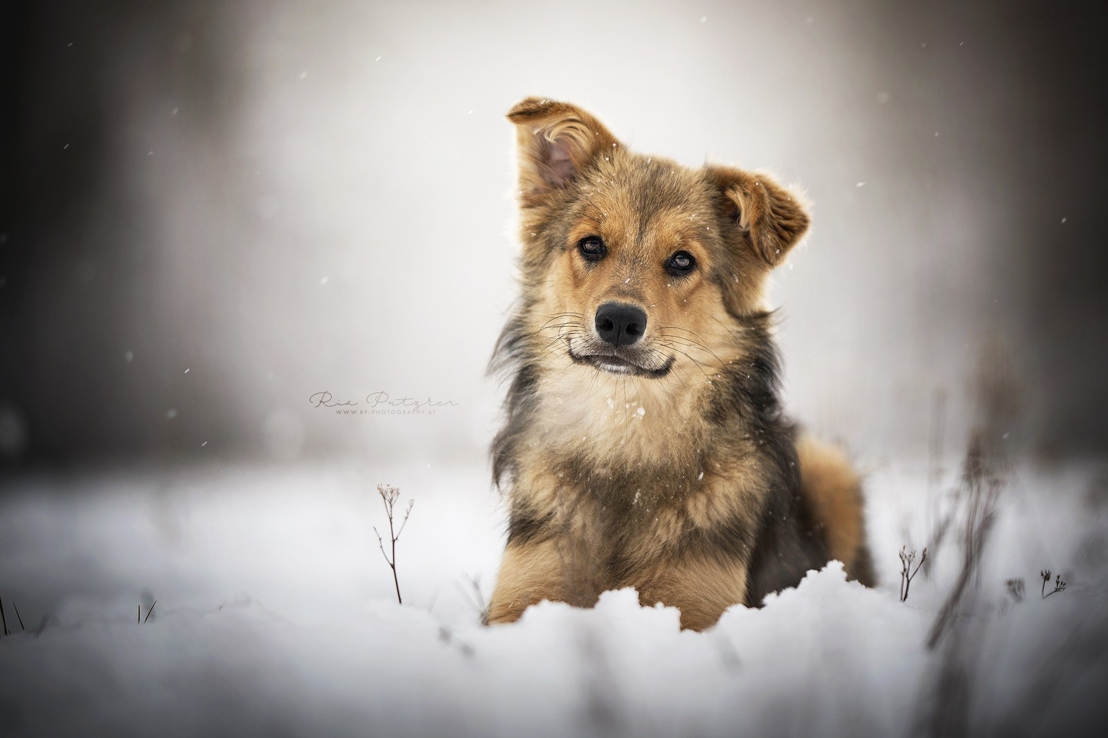 There is a dog that is sitting in the snow (dog, dog breed, snout, wildlife, icelandic sheepdog)