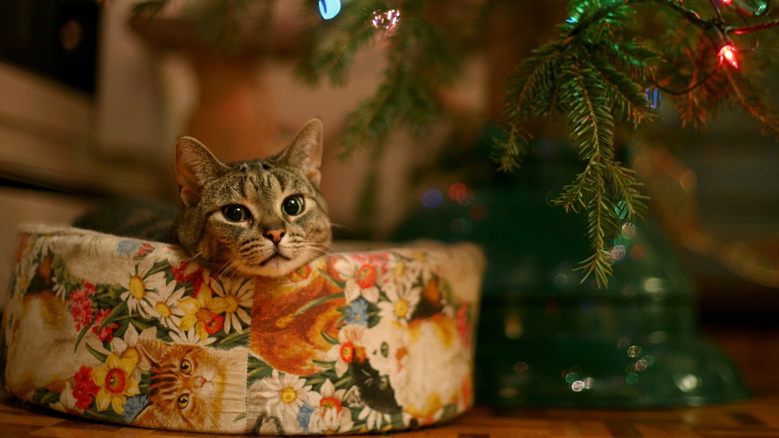 Hay un gato sentado en una cama de gato debajo de un árbol de navidad (cat, día de navidad, gatito, árbol de navidad, felidae)