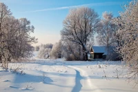 inverno, neve, congelamento, geada, árvore