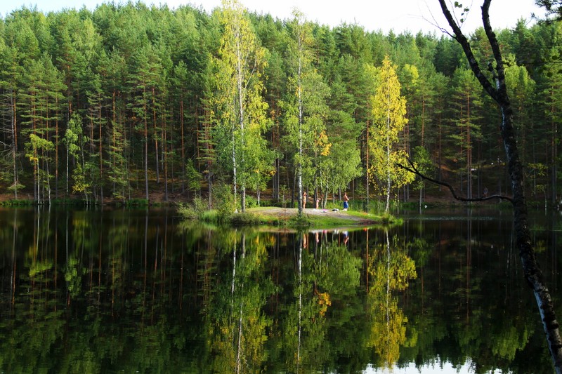 Деревья отражаются в воде озера в лесу (лес, дерево, природа, заповедник, дикая природа)