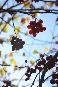 Vibrant Berries Amidst Spring Blossoms