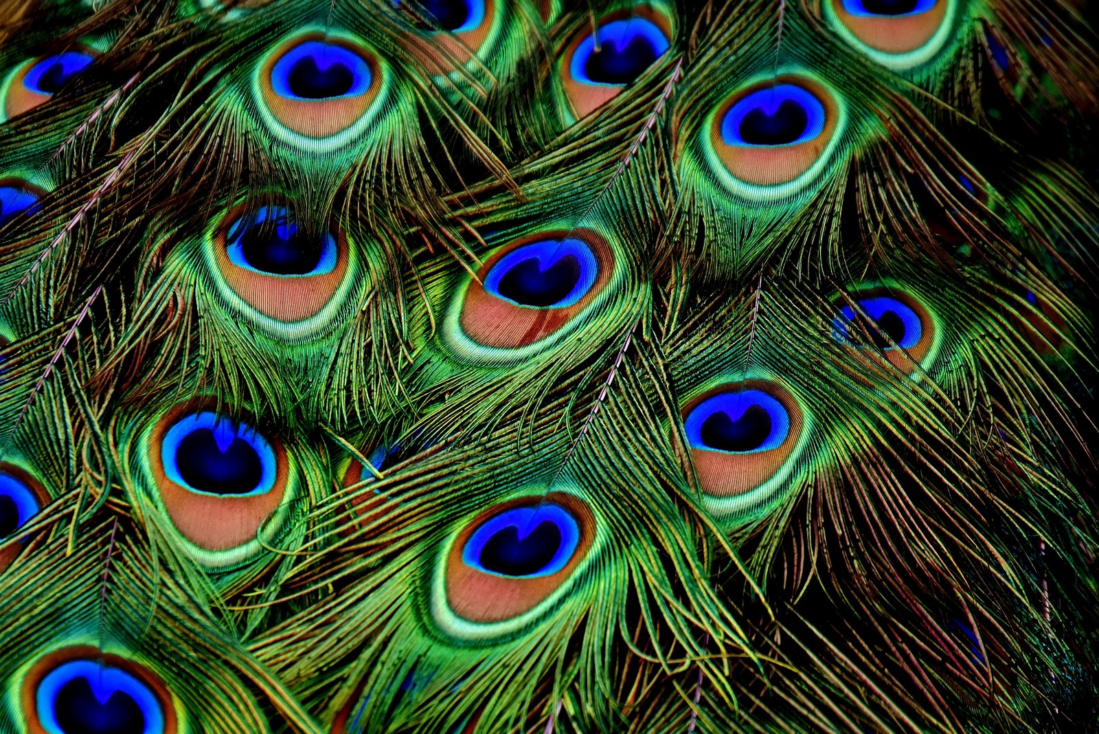 A close up of a bunch of peacock feathers with blue eyes (peafowl, feather, turquoise, electric blue, fashion accessory)