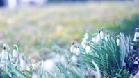 Delicadas campanillas de invierno floreciendo en un prado de primavera