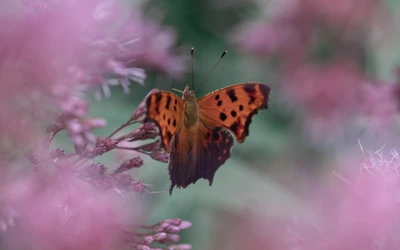 Schmetterling bestäubt Blumen zwischen blühender Flora