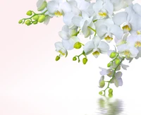 orchidées, fleur, orchidées papillon, plante, pétale