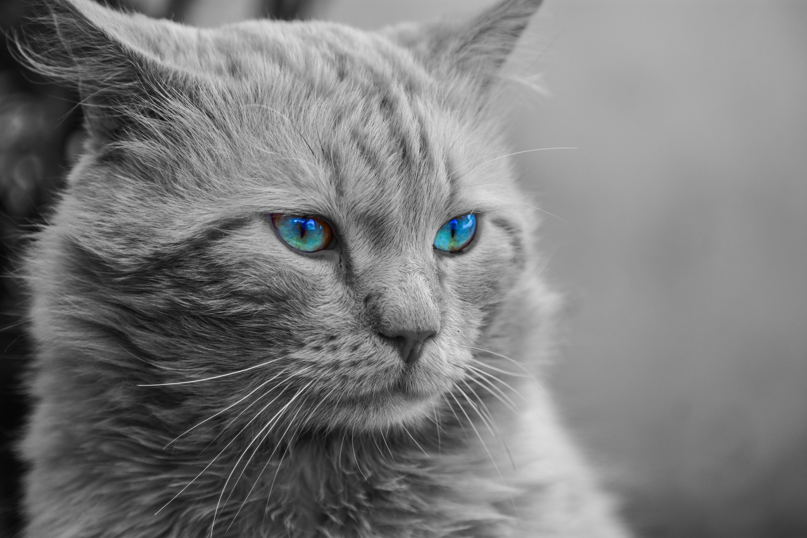 Hay un gato de ojos azules sentado en una silla (maine coon, cat, bigotes, felidae, azul)