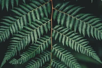 Detailed illustration of lush ostrich fern leaves displaying intricate patterns and rich green hues.