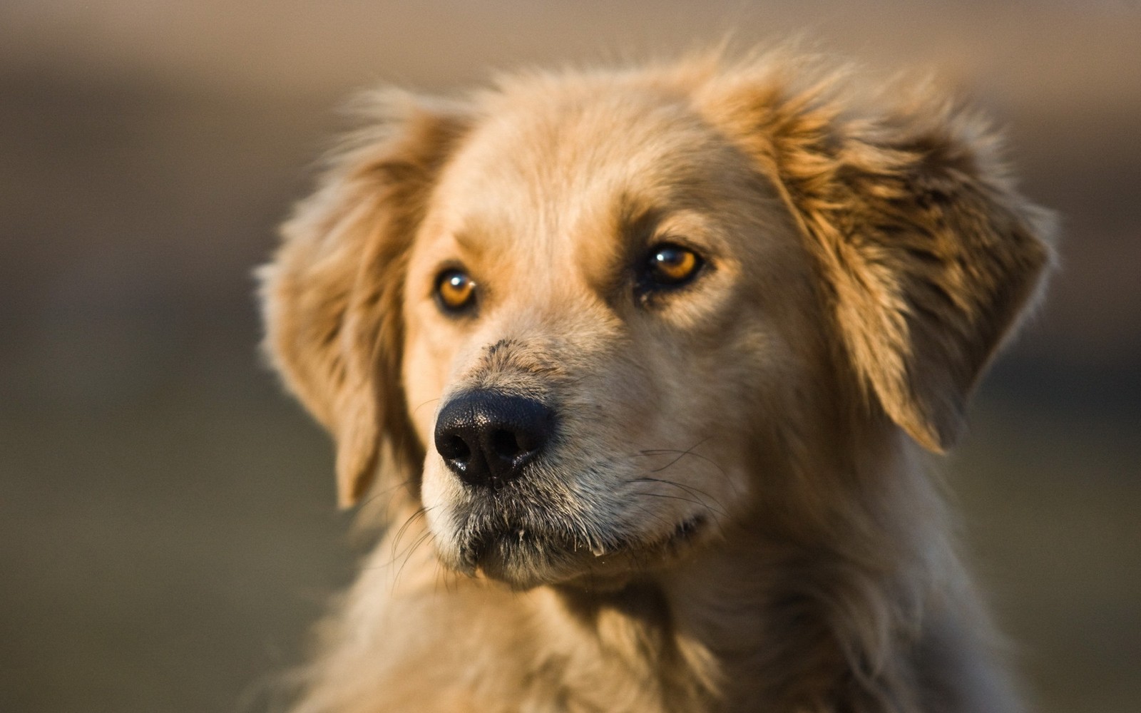 Hay un perro que está mirando a la cámara (golden retriever, cachorro, hocico, raza de perro, nariz)