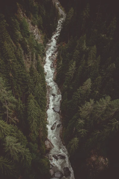 Canyon serein, cours d'eau entouré de forêts luxuriantes