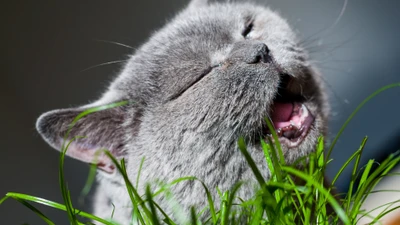 Gato gris disfrutando de plantas herbáceas