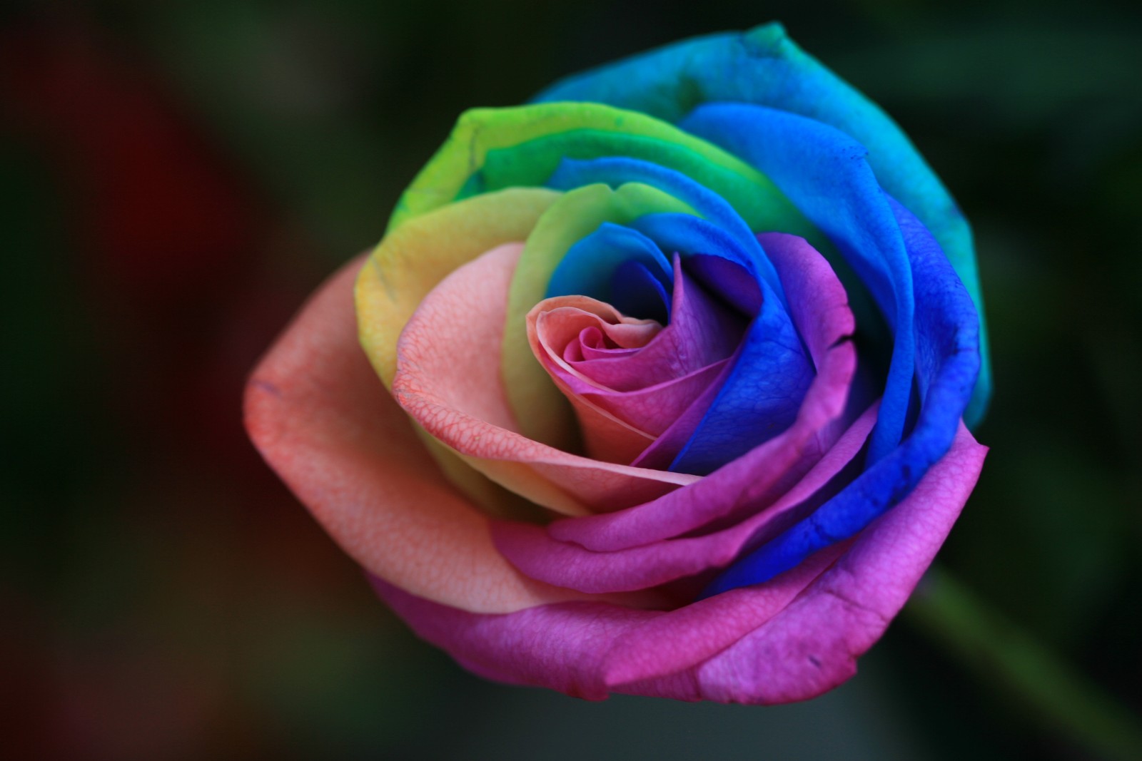 A close up of a rainbow colored rose with a green stem (rose, flower, rose family, rainbow rose, flowering plant)