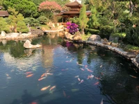 Lagoa de koi tranquila refletindo um retiro de jardim exuberante