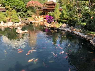 Étang de koi tranquille reflétant un jardin luxuriant