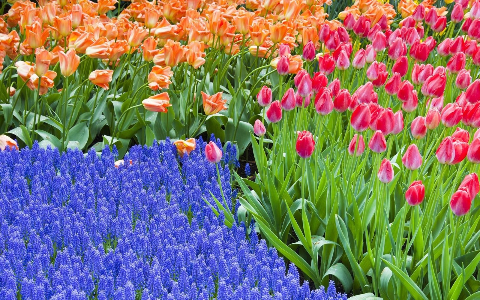 Il y a de nombreuses fleurs de différentes couleurs dans un champ (plante à fleurs, plante, printemps, jardin botanique, fleur sauvage)