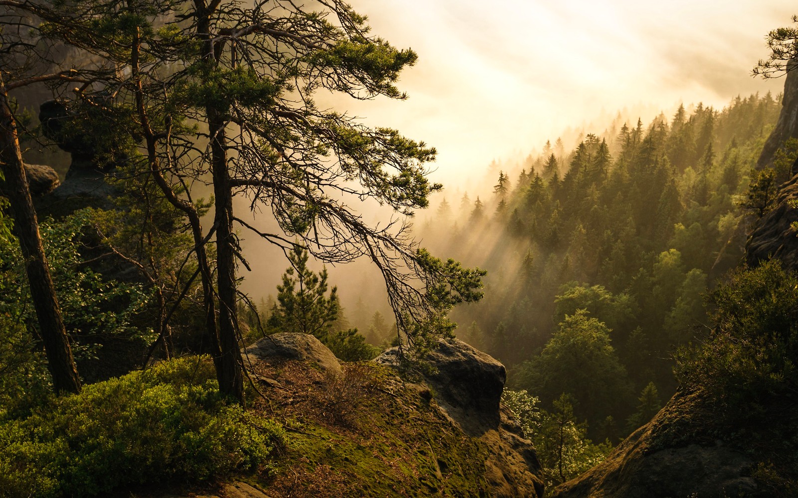 Árboles en un costado de la montaña con niebla de fondo (naturaleza, árbol, vegetación, bosque, desierto)