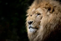 Retrato majestuoso de un león africano con melena exuberante