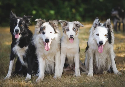 Quatro border collies felizes sentados juntos, mostrando sua natureza brincalhona com línguas de fora e expressões brilhantes contra um fundo natural.