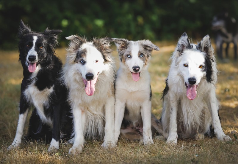 Три собаки сидят в ряд с открытыми языками (бордер колли, border collie, колли, шершавая колли, собака)