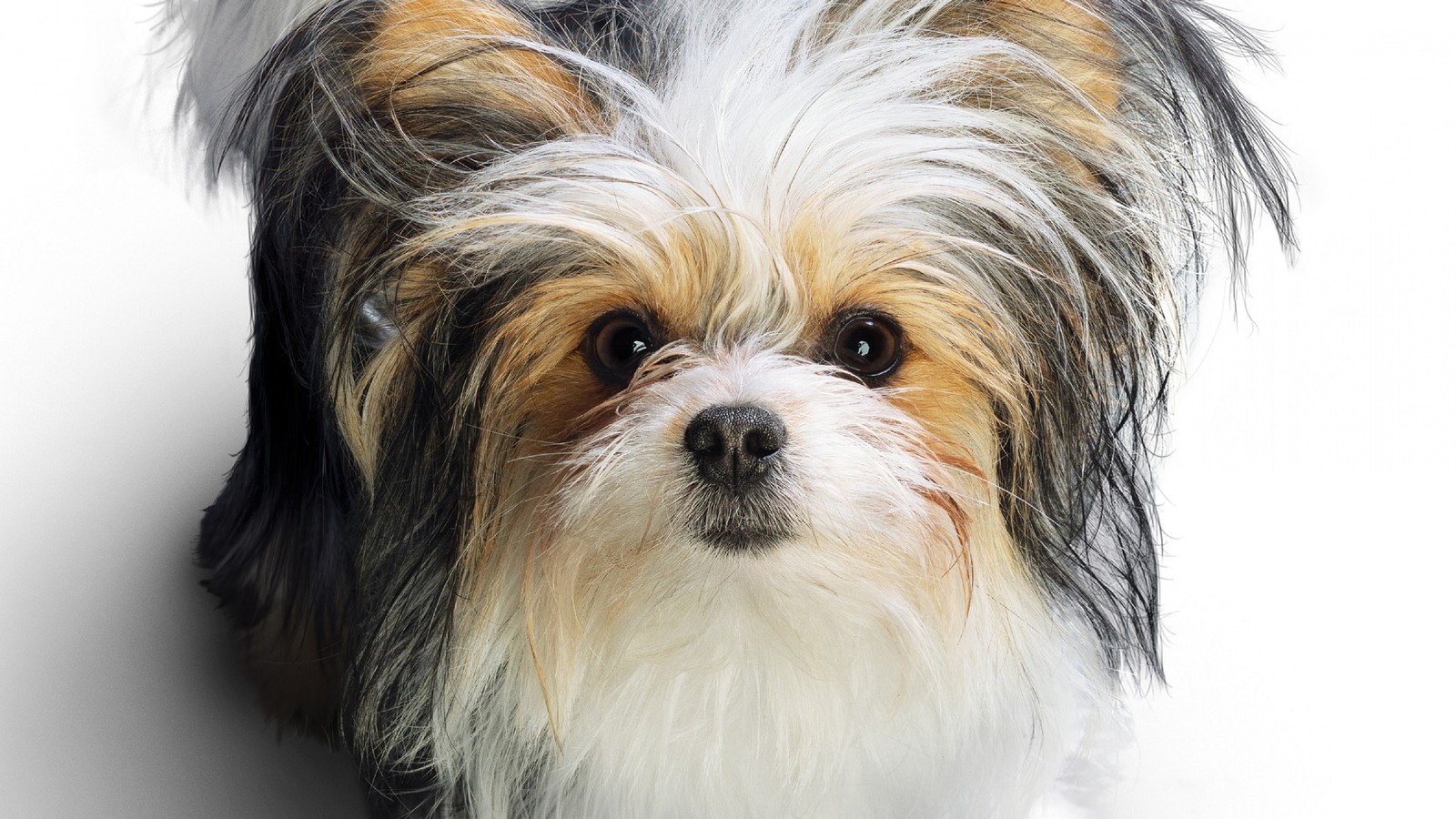 Um primeiro plano de um cachorro pequeno com pelos longos em um fundo branco (cachorro, universal pictures, raça de cachorro, cão de brinquedo, focinho)