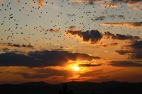 Atardecer dorado con aves migratorias contra un cielo colorido