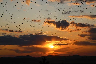 Coucher de soleil doré avec des oiseaux migrateurs contre un ciel coloré