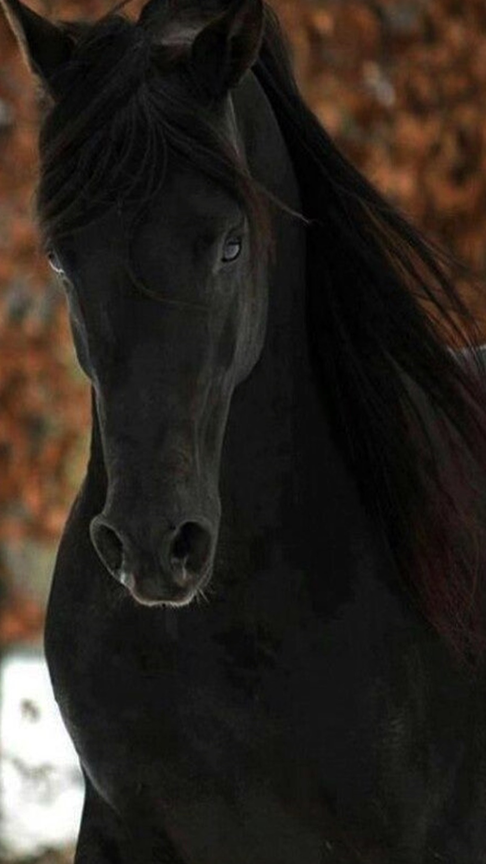 Téléchargez le fond d'écran noir, cheval