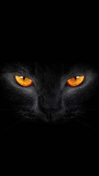 Mirada intensa de un gato negro con ojos naranjas brillantes