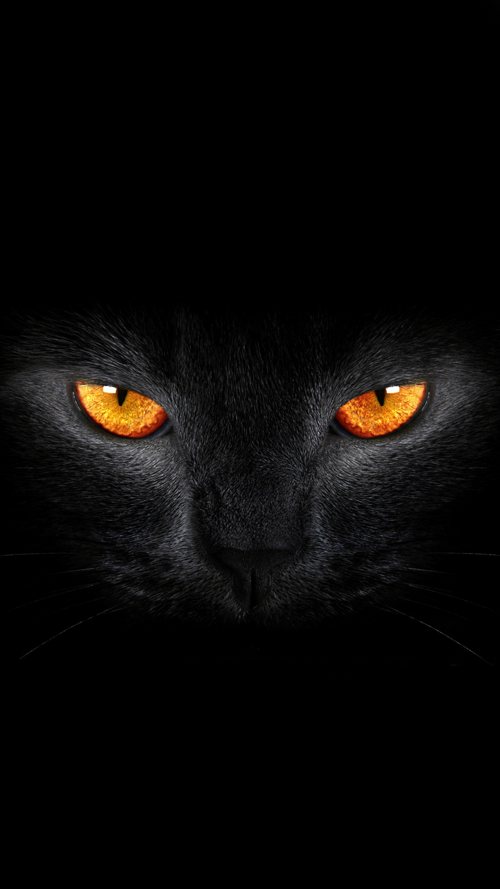 Eine nahaufnahme der augen einer schwarzen katze mit leuchtend orangefarbenen augen (tier, schwarz, gato, dunkel)