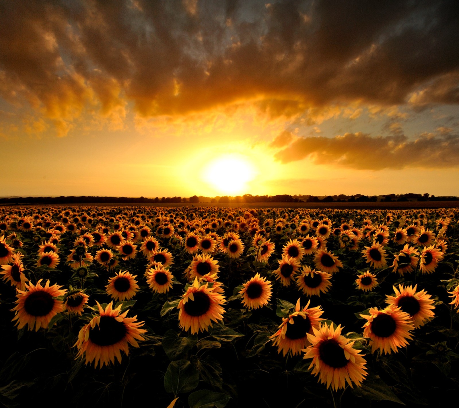 Tournesols araféd dans un champ avec un ciel nuageux (tournesols, coucher de soleil)