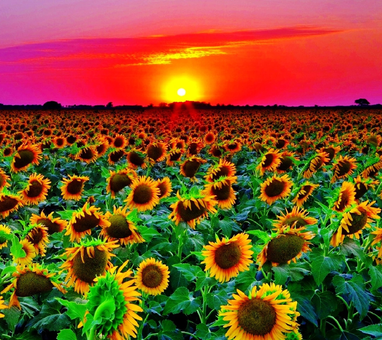 Gros plan d'un champ de tournesols avec un coucher de soleil en arrière-plan (champ, fleurs, paysage, nature, soleil)