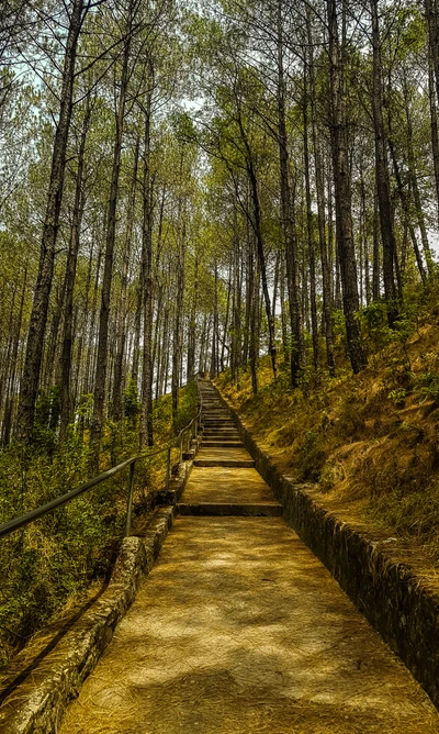 Camino sereno a través de un frondoso bosque de pinos