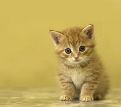 Adorable gatito jengibre con grandes ojos azules