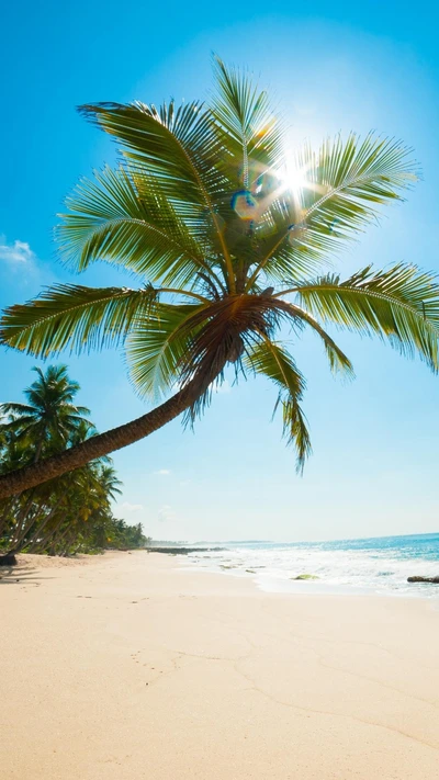 beach, palm, palm trees, sand, sea