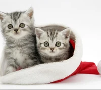 animal, cats, cute, holiday, kitty