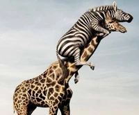 funny, giraffe, zebra wallpaper