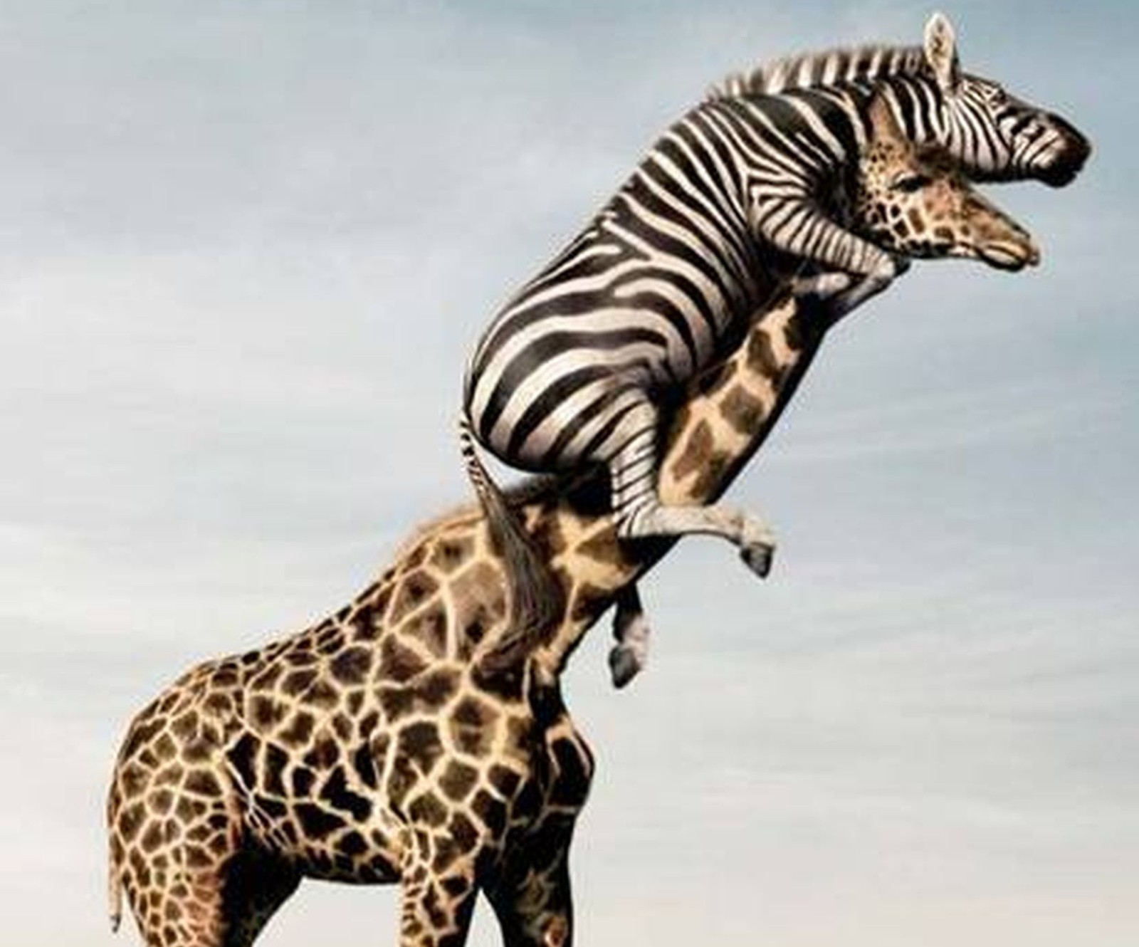 Lade lustig, giraffe, zebra Hintergrund herunter