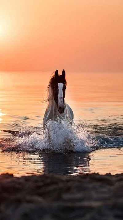 horse, sea, sunset