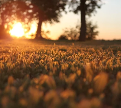 tag, gras, landschaft, macro, natur