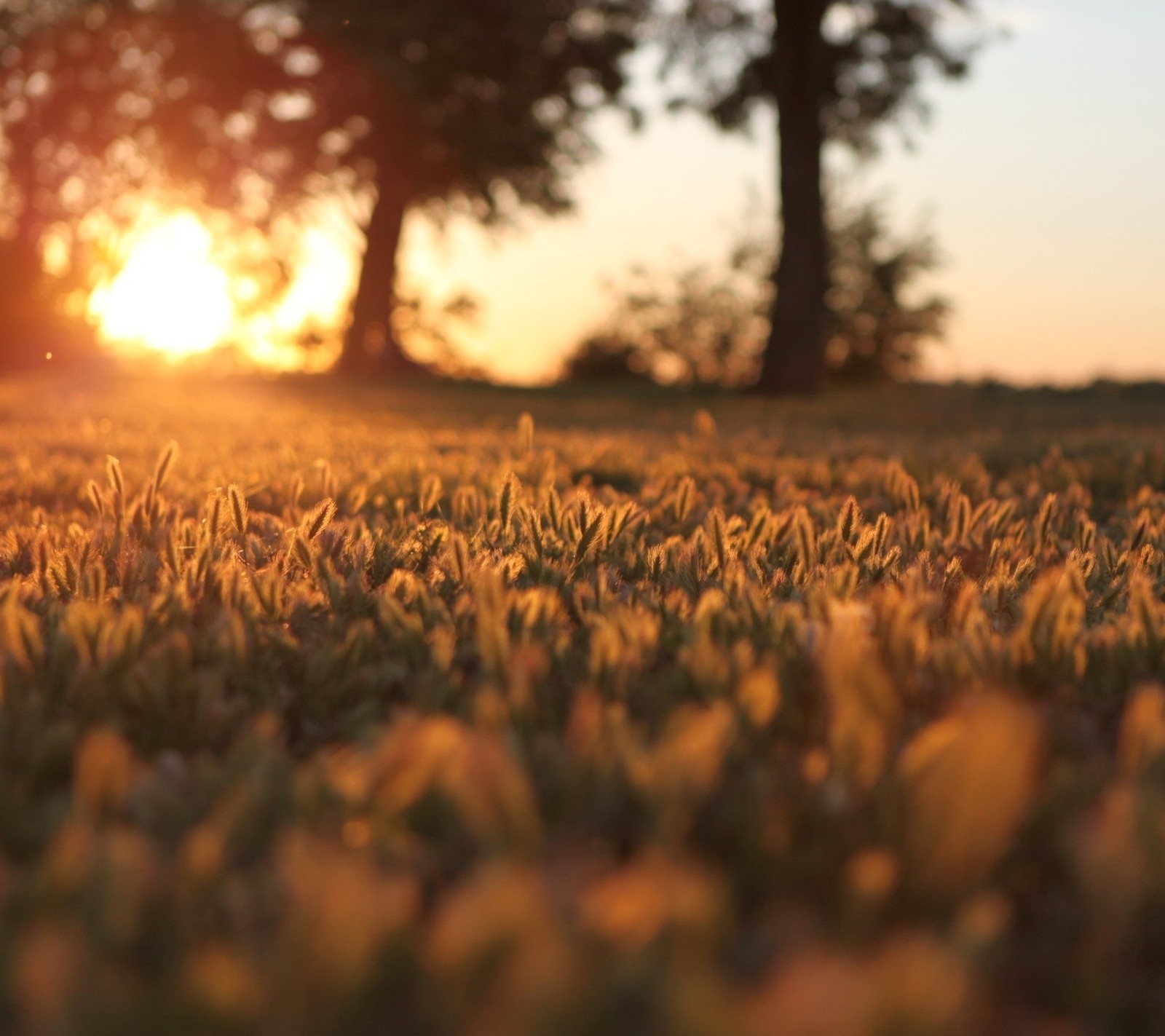 day, grass, landscape, macro, nature Download Wallpaper