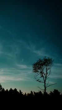 Solitary Tree Against a Blue Sky at Dusk in Nagykanizsa, Hungary