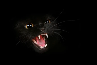 Fiera gata negra contra un fondo oscuro