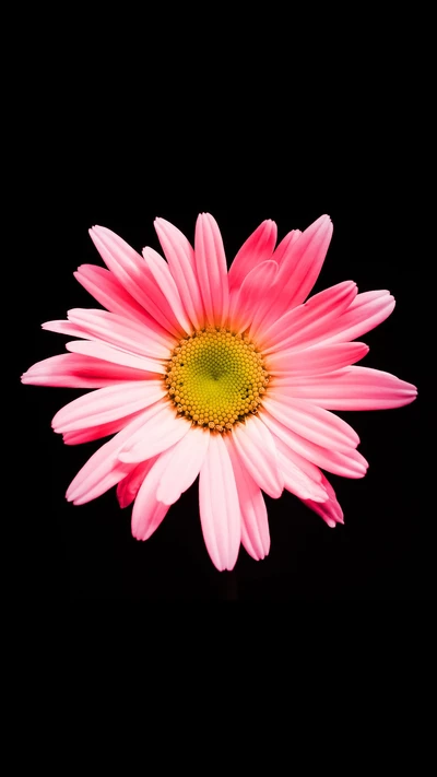 fleurs, nature, pink daisy hd