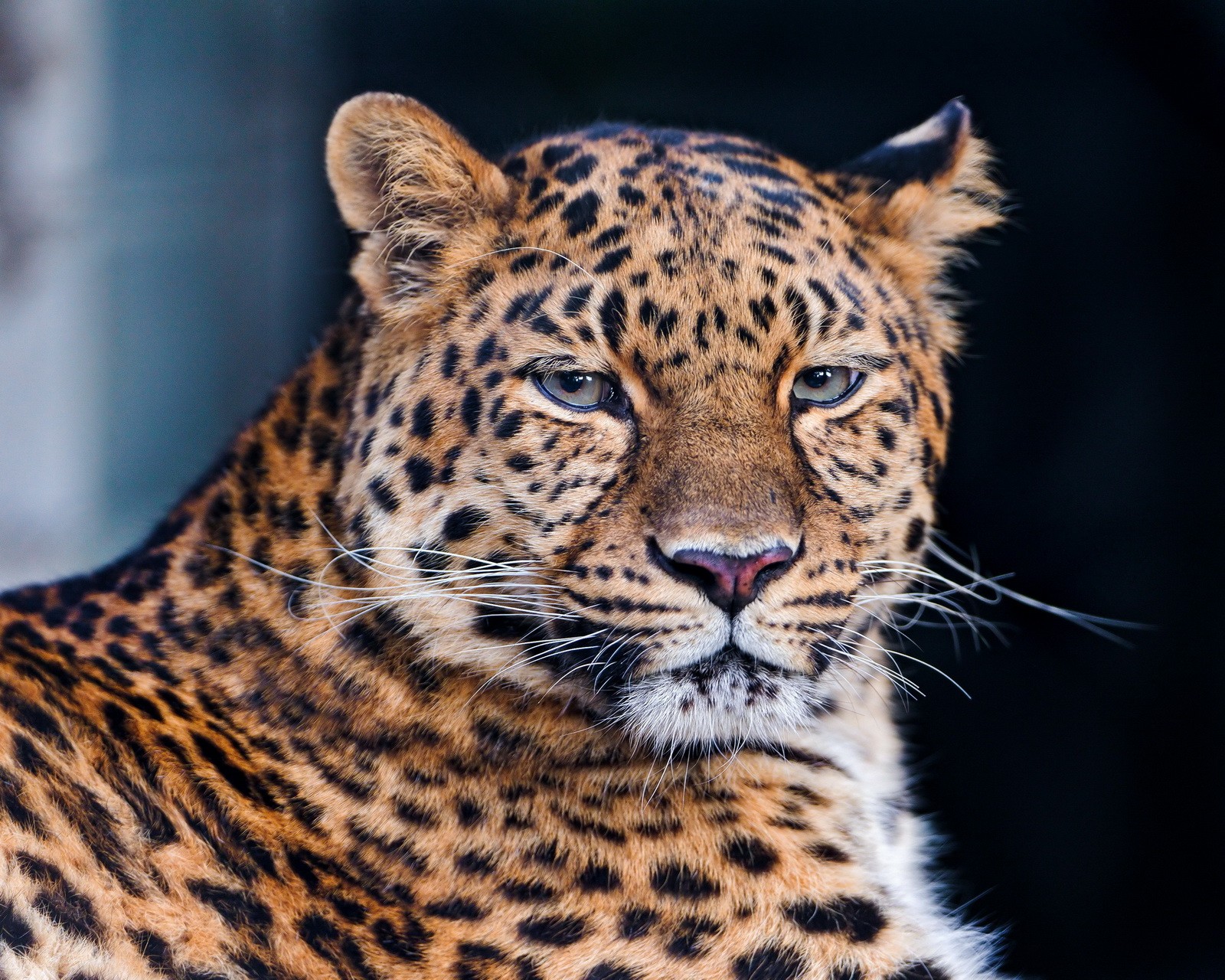 Il y a un léopard assis regardant l'appareil photo (animal, chat, galaxie, hd, léopard)