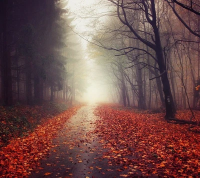 Un chemin serein et brumeux bordé de feuilles d'automne, invitant à l'exploration à travers un paysage forestier tranquille.