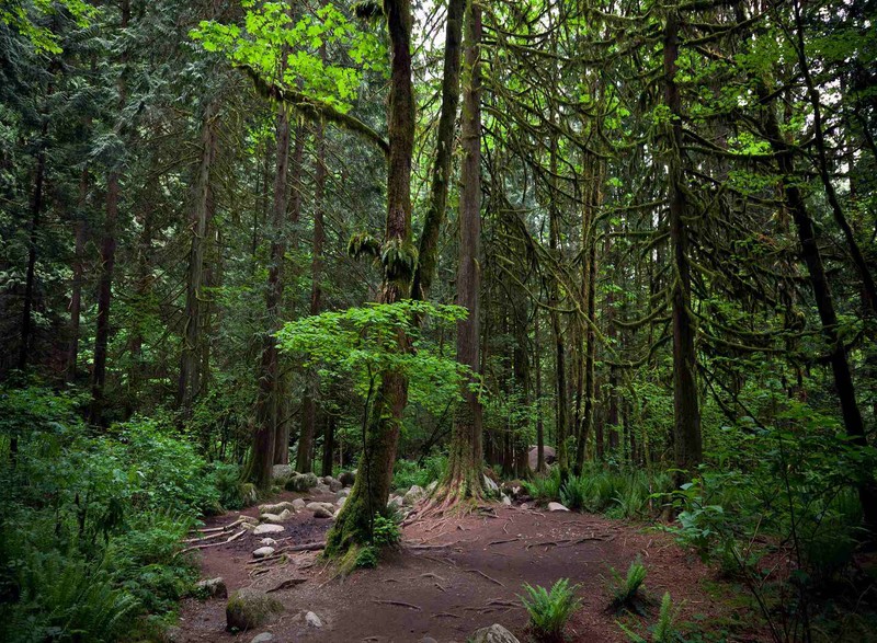 A view of a path through a forest with lots of trees (forests, green, landscapes, nature, trees)