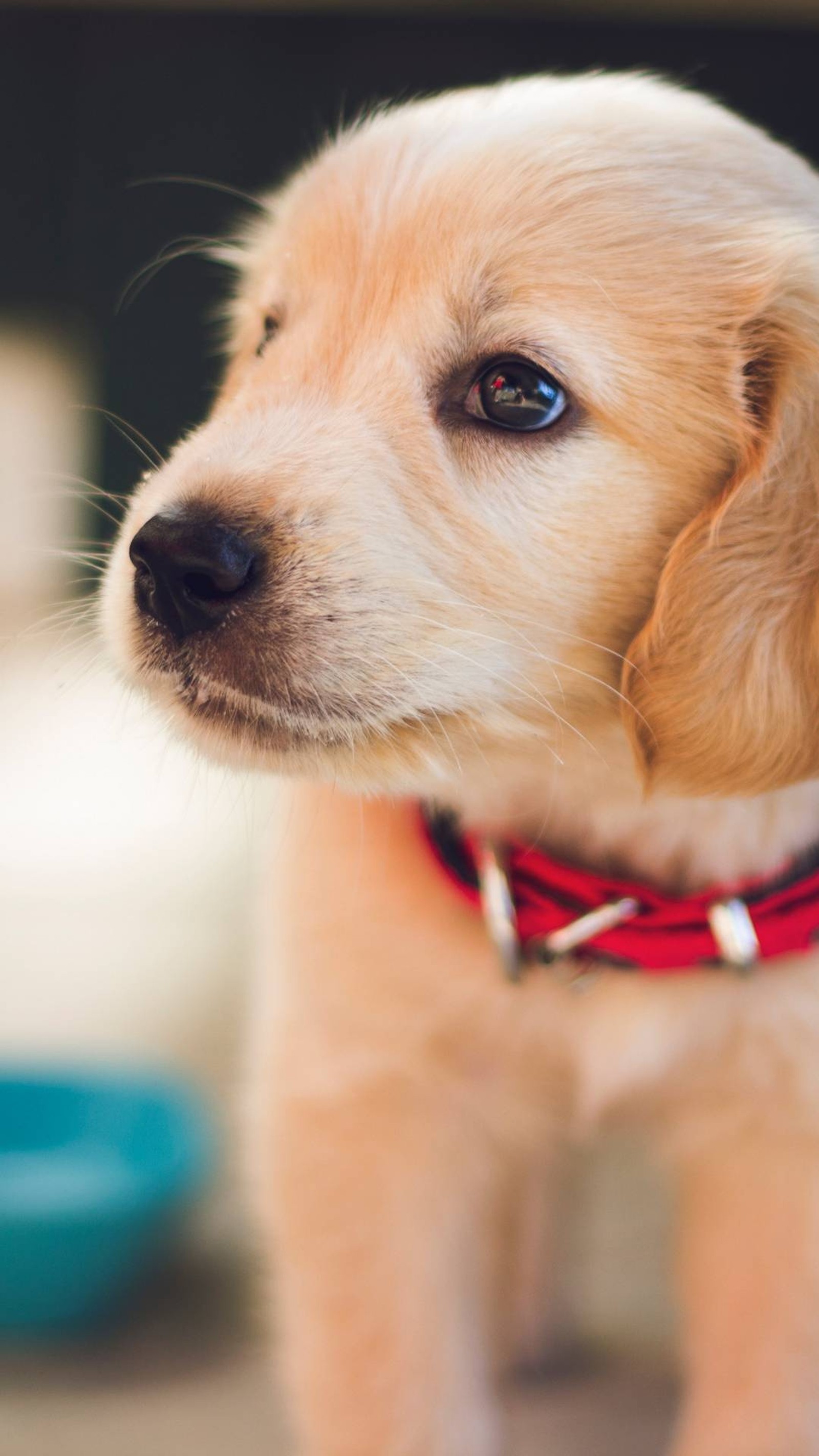 There is a small dog that is standing on the floor (cute, puppy)