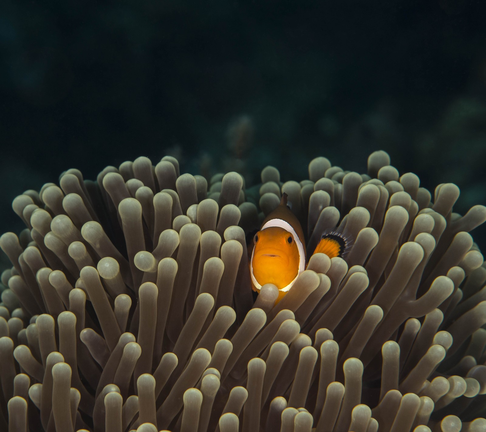 Pez payaso en una anémona con fondo negro (oscuro, profundo, pez, mar, nadar)