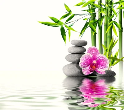 Oasis Zen: Bambú, Orquídea y Piedras Tranquilas