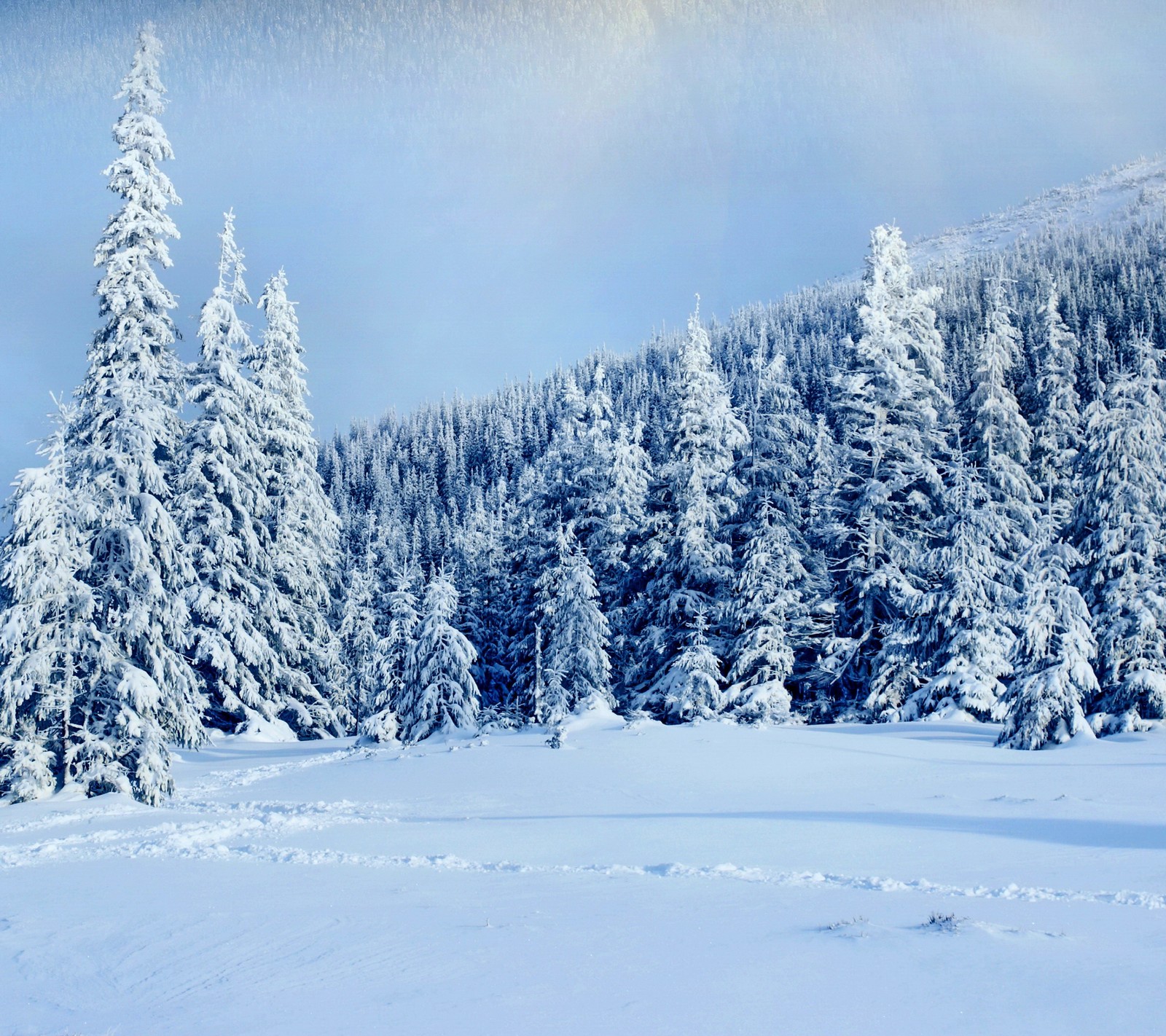 fir, forest, snow, tree, winter wallpaper