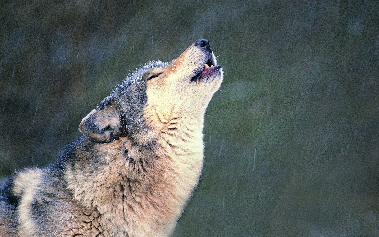 There is a wolf that is looking up at the sky (wildlife, snout, czechoslovakian wolfdog, mammal, dog like mammal)